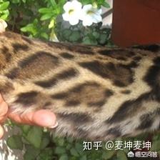 孟加拉猫是豹猫吗:疫情过后可以养孟加拉豹猫吗？ 孟加拉豹猫可以跟什么猫配