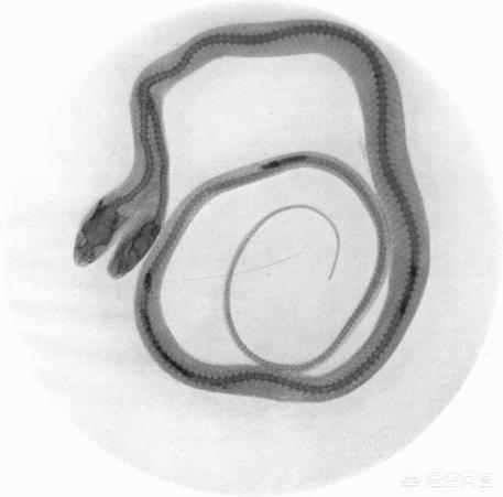 基伍树蝰:锯鳞蝰咬死人数多是因为什么？