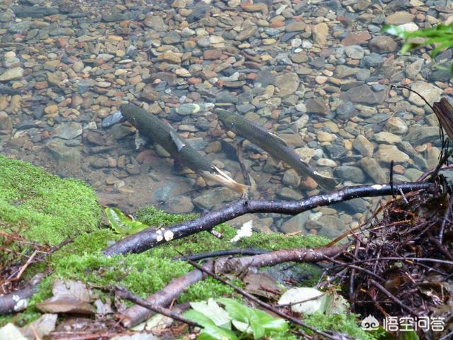 2007年尼斯湖水怪，牂牁江水怪是什么大型水生物