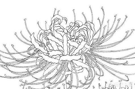 哪吒简笔画,如何画出彼岸花（石蒜）？