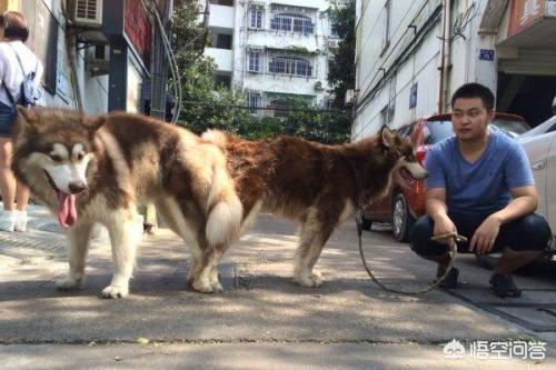 怎么分辨莱卡犬:纯种阿拉斯加犬辨别方法？