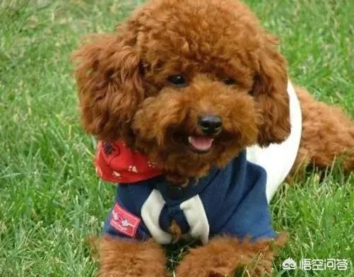 最聪明的狗排名泰迪:如何知道狗狗智商的排名？ 最聪明的狗排名泰迪犬