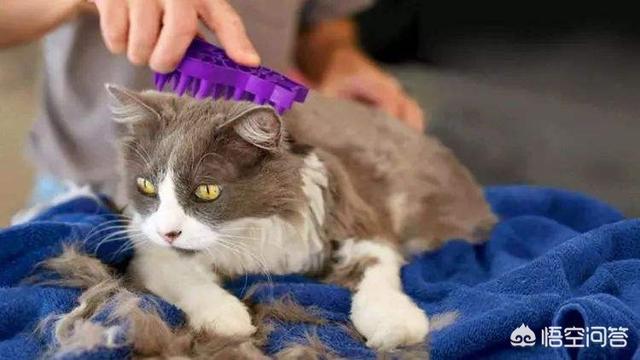 资阳二诊英语答案猫救主人: 猫咪连续三天吐毛球，怎么办？