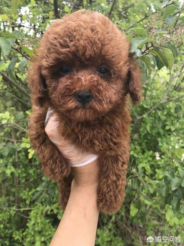 茶杯型泰迪犬几个月长最快:泰迪犬几个月大开始会汪汪叫？