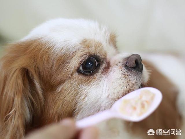 360宠物之家的微博精选手机版:狗狗能吃米饭吗？天天吃米饭好吗？炒饭狗狗可以吃吗？