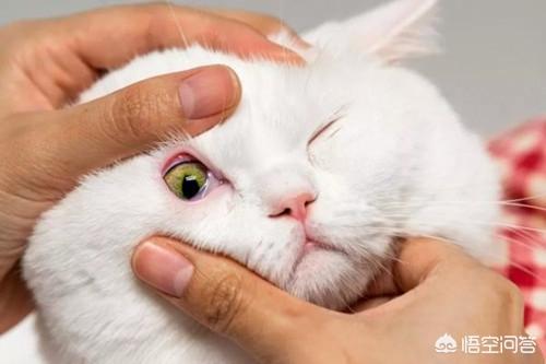 什么猫容易有泪痕:猫咪的眼里含有泪水，这是什么情况？