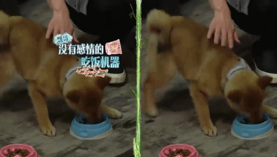 王珞丹领养瓢哥:为什么《向往的生活》里柴犬“瓢哥”最火