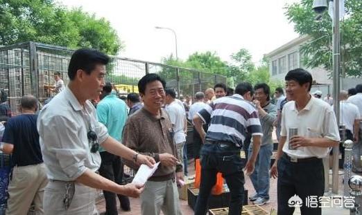 乡村斗狗大赛:自己养的鸽子怎样参加比赛？
