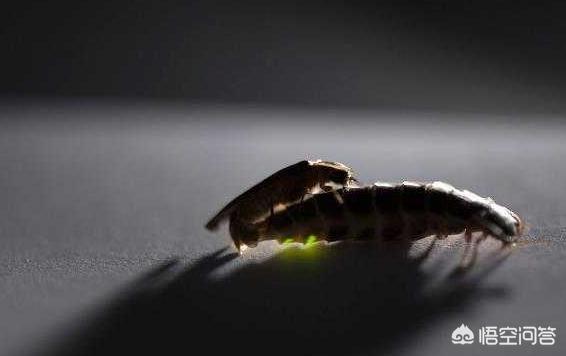 交配过程:哪些动物交配后会吃掉配偶？