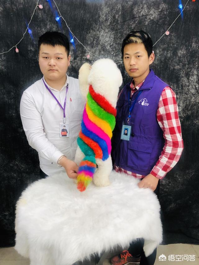 上海建文宠物美容学校怎么样:去哪学习给宠物狗美容修造型比较好？ 建文宠物美容学校