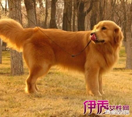 4个月金毛幼犬什么好:四个月的金毛能吃生鸡架吗？