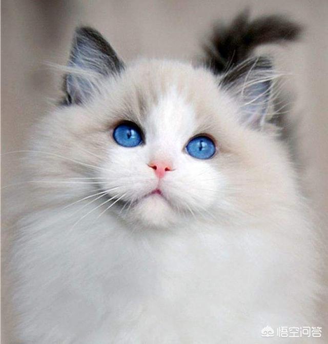 布偶猫吧 很瘦:布偶胃口突然变好小，布偶胃口小不怎么吃怎么办呢？ 布偶猫太瘦了脸尖