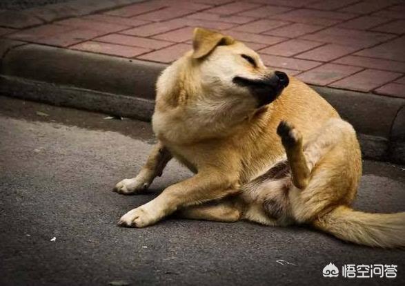 狗狗博客里的狗:邻居的狗在门口大小便很脏，有什么好的沟通办法？
