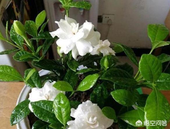 自己扦插的栀子花,水里发根之后,移栽到土里,一直都不长,叶子发黄,究竟是怎么了？