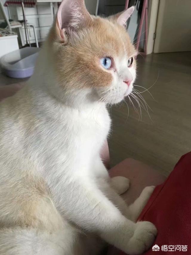 发情:猫咪为什么又发情了？发情期究竟有多长？