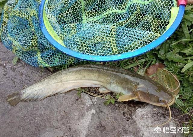 鸡肝猪肝钓胡子鱼视频:用猪肝钓鲶鱼效果不太好，还能用什么饵料？