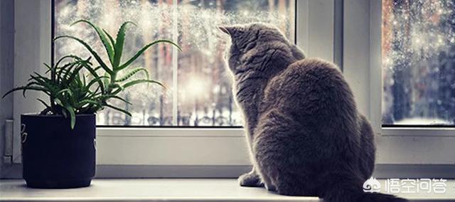 搜一些关于小猫的资料:如果您家里只有一只猫咪，会选择给它找一个伴儿吗？