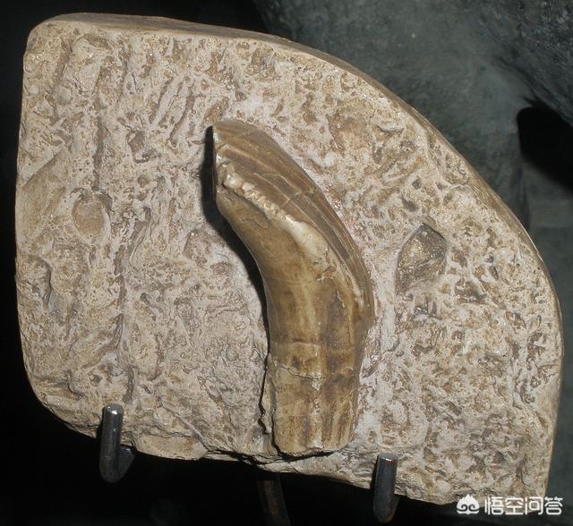 长尾鬣蜥图片:发现最早的恐龙是什么恐龙？