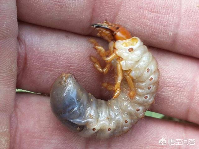 头条问答 - 农村常见的白土蚕有什么作用,可以治疗疾病吗,在哪里可以