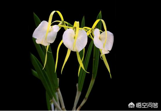 兰花的种植方法:兰花配什么样的植料可以天天浇水？如何养好兰花？