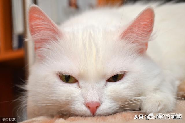 猫咪睡觉时为什么把身体卷成团:长毛猫猫毛结成一团，猫毛结成团怎么办？