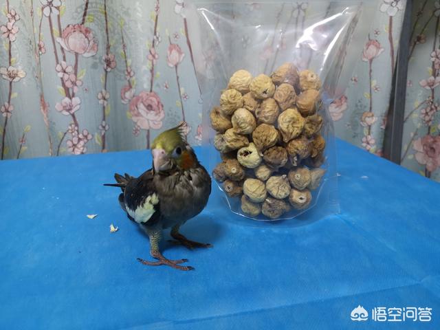 爰德华无花果鹦鹉:双眼无花果鹦鹉 玄凤鹦鹉吃什么水果会比较健康？