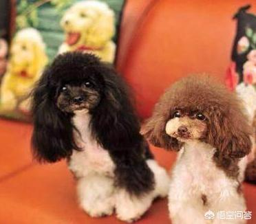 灰色的小贵宾狗怎么养:哪些颜色的贵宾犬最多人养呢？