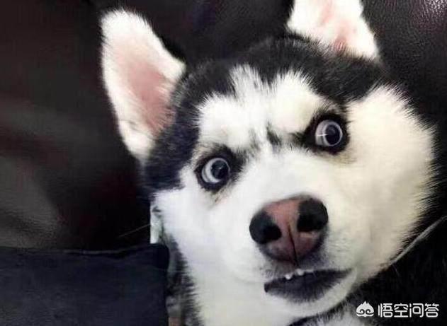 宠物狗种类:感觉现在大家都喜欢宠物狗，但却不愿意饲养土狗，为什么呢？