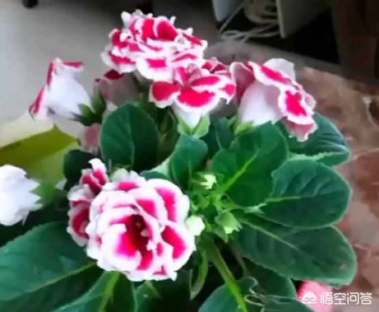 小型观花植物:春、夏、秋、冬各季节的观花植物有哪些？