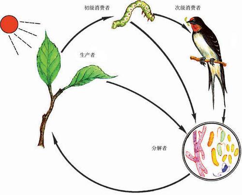 动物死亡:为什么说所有的动物都死亡了人类也会灭亡？