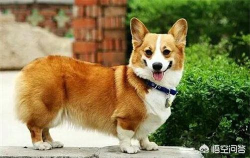 柯基犬图片: 柯基犬毛不顺是怎么回事？
