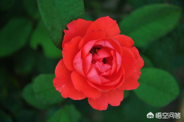 秋天月季花栽培方法如下:月季花应该怎么扦插才能够快速生根？秋季合适吗？