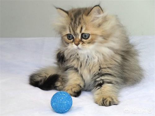 人 猫藓初期痒吗: 猫藓有没有潜伏期，猫咪生猫藓有潜伏期吗？