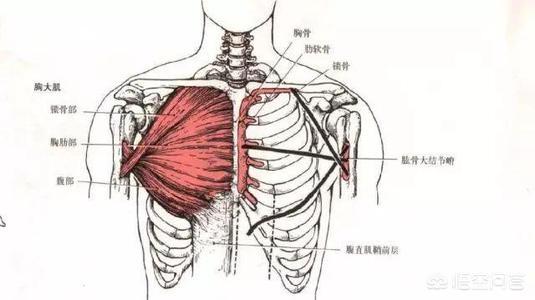 胸大肌中部,为胸肋部,起自胸锁关节到第六肋软骨之间的胸骨前面半侧和