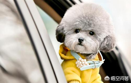 贵宾犬怎么养怎么训练:给贵宾犬洗澡的步骤是怎么样的呢？