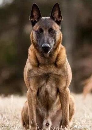 警犬品种:攻击警犬算不算袭警？有什么法律依据？