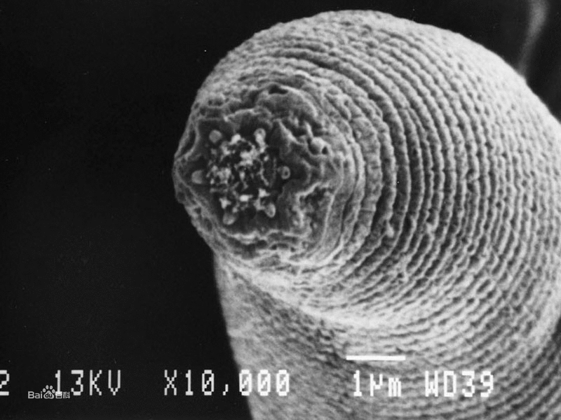 为何水熊虫能在－273°生存？