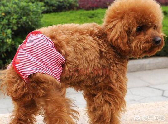 贵宾犬训练用什么奖励:训练贵宾犬时，哪些禁忌一定不能犯？ 贵宾犬多大适合训练