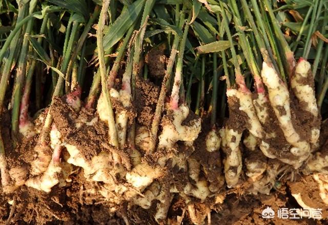 大姜高产栽培技术对肥料的需求是怎样的？