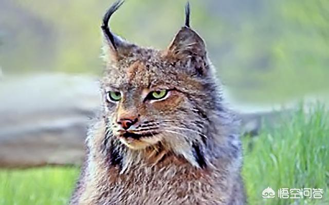 锈斑猫途:为什么印度这么多野生猫科动物？