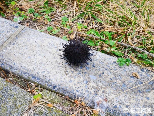 奥比岛找7色花:有北海道奥尻岛旅行攻略吗？