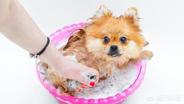 博美犬视频:养博美犬前要了解什么事，不然可能会后悔？