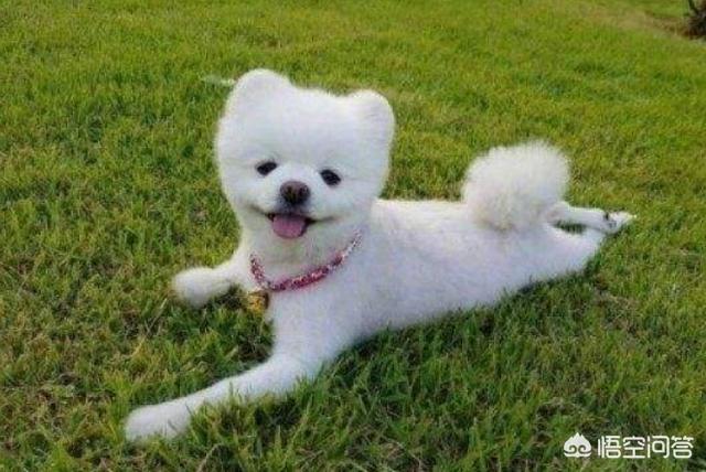 母博美犬的寿命:博美寿命短的特征有哪些？