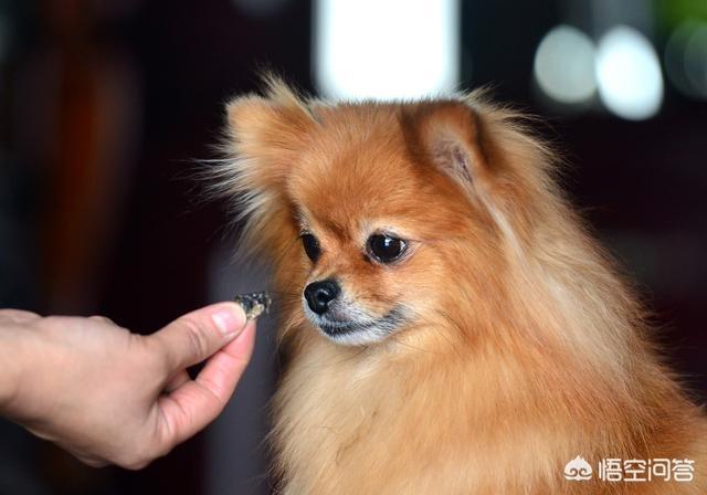 博美犬图片:宠主饲养博美时，有哪些误区呢？