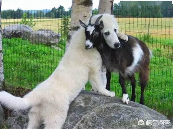 爱尔兰雪达犬吧:哪些动物是人类的朋友？列出10种？ 爱尔兰红白雪达犬