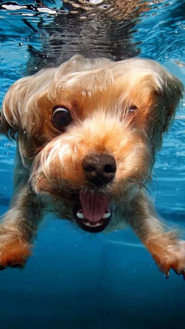 泰迪狗狗训练教程:泰迪犬怎么训练，训练2个月大的泰迪犬？
