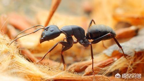 洗衣粉灭蚂蚁的方法:消灭蚂蚁最简单的方法是什么？