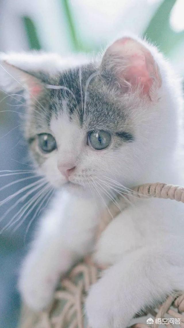 刚睁眼的小猫吃什么:刚出生的小猫吃什么!急急急？