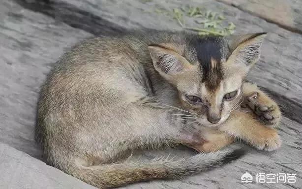 猫咪品种大全及图片:中国自己的猫都有些什么品种？ 猫咪品种大全及图片和名字