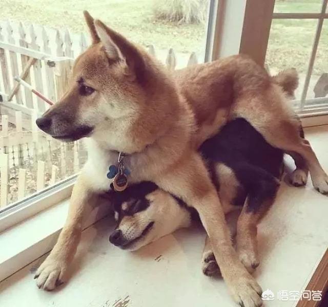 狗和狼的DNA一样吗？插图7